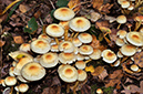 Hypholoma fasciculare_LP0424_10_Naphill