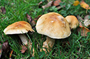 Cortinarius_LP0424_03_Naphill