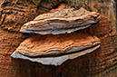 Ganoderma_australe_LP0424_19_Naphill