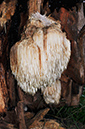 Hericium erinaceus_LP0424_12_Naphill