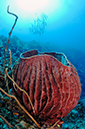 L2743_03_Tubbataha