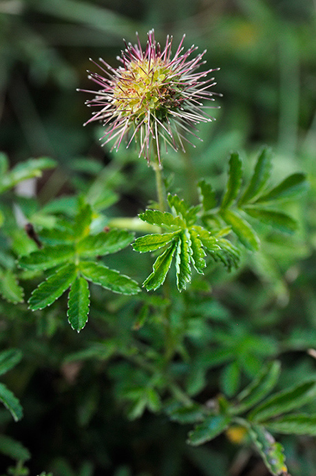 Pirri-pirri-bur_LP0325_87_Witley_Common