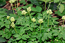 Moschatel_LP0307_16_Shere_Woodlands