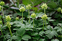 Moschatel_LP0307_05_Shere_Woodlands