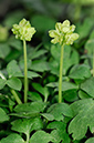 Moschatel_LP0307_22_Shere_Woodlands
