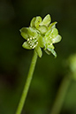 Moschatel_LP0109_34_Headley