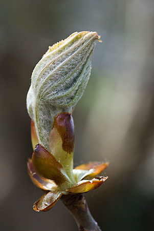 Horse-Chestnut_LP0093_19_Beddington_Park