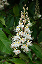 Horse-chestnut_LP0317_041_Hampton_Court