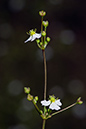 Water-plantain_LP0168_41_Dunsfold_Common