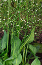 Water-plantain_LP0322_63_Hampton_Court