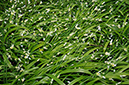 Garlic_Few-flowered_LP0306_03_Redhill