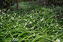 Garlic_Few-flowered_LP0306_17_Redhill