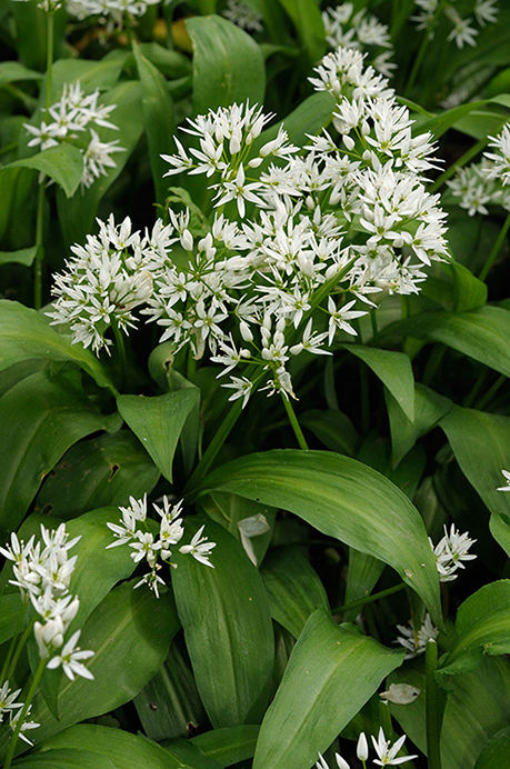 Ramsons_LP0359_22_Esher_Common