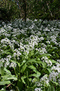 Ramsons_LP0119_24_Box_Hill