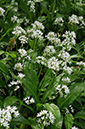 Ramsons_LP0359_24_Esher_Common