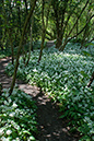 Ramsons_LP0119_18_Box_Hill