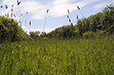 Foxtail_Meadow_LP0363_03_Epsom