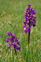 Orchid_Green-winged_LP0002_04_Danehill