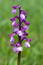 Orchid_Green-winged_LP0124_05_Draycote