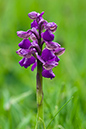 Orchid_Green-winged_LP0124_11_Draycote