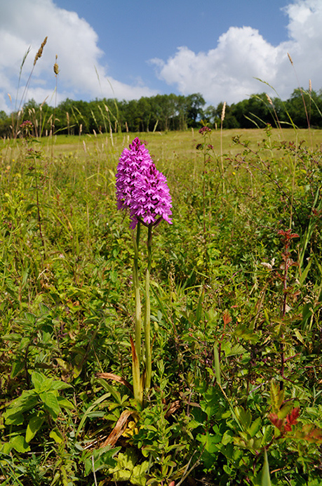 Orchid_Pyramidal_LP0372_70_Coulsdon