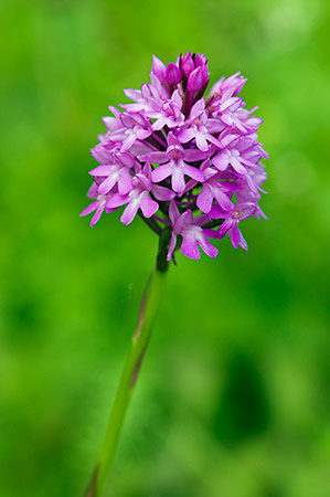 Orchid_Pyramidal_LP0235_43_Betchworth_Quarry