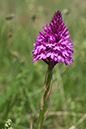 Orchid_Pyramidal_LP0008_84_Sandwich