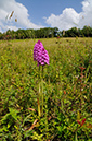 Orchid_Pyramidal_LP0372_70_Coulsdon