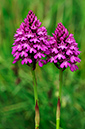 Orchid_Pyramidal__LP0274_112_Riddlesdown