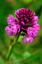 Orchid_Pyramidal_LP0274_102_Riddlesdown