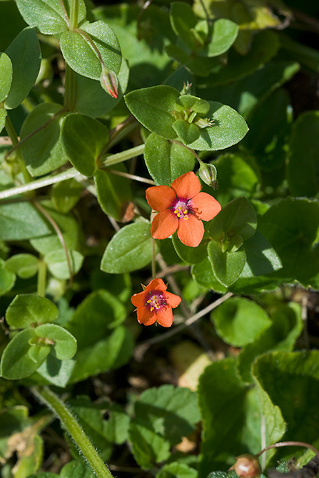 Pimpernel_Scarlet_LP0026_22_White_Downs