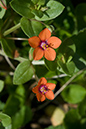 Pimpernel_Scarlet_LP0026_15_White_Downs