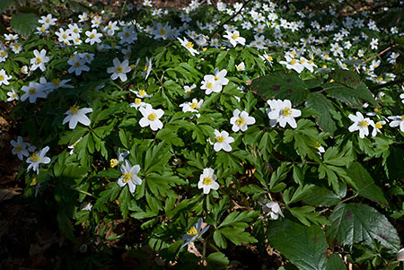 Anemone_Wood_LP0106_03_Staffhurst_Wood