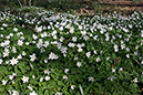 Anemone_Wood_LP0106_08_Staffhurst_Wood