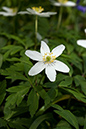 Anemone_Wood_LP0035_12_Staffhurst_Wood