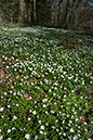 Anemone_Wood_LP0106_12_Staffhurst_Wood