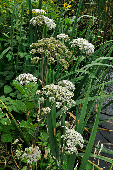 Angelica_Wild_LP0252_34_Windsor