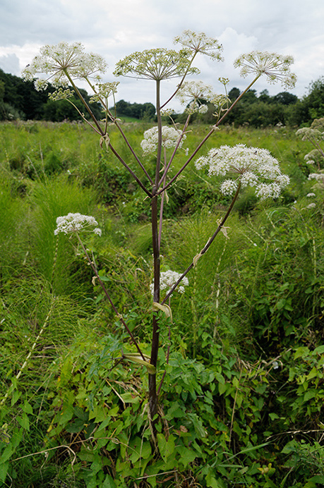 Angelica_Wild_LP0386_37_Compton