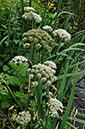 Angelica_Wild_LP0252_34_Windsor