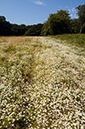 Chamomile_Stinking_LP0323_83_Ranscombe_Farm