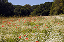 Chamomile_Stinking_LP0323_85_Ranscombe_Farm