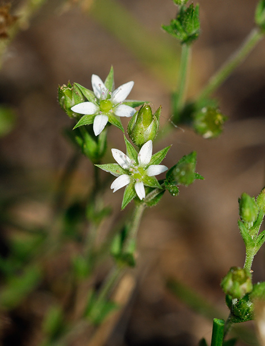 Sandwort_Thyme-leaved_LP0312_02_St_Martha