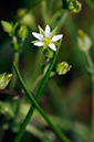 Sandwort_Thyme-leaved_LP0312_03_St_Martha