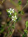 Sandwort_Thyme-leaved_LP0312_02_St_Martha