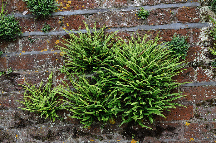 Spleenwort_Maidenhair_LP0317_75_Ham