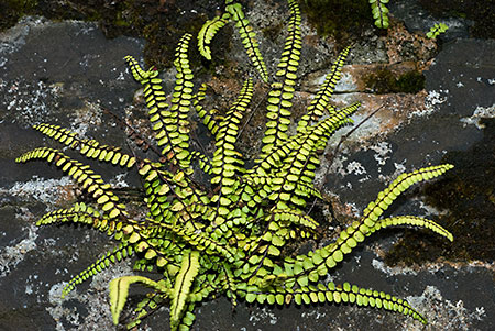 Spleenwort_Maidenhair_LP0059_04_Loddiswell