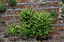 Spleenwort_Maidenhair_LP0317_75_Ham