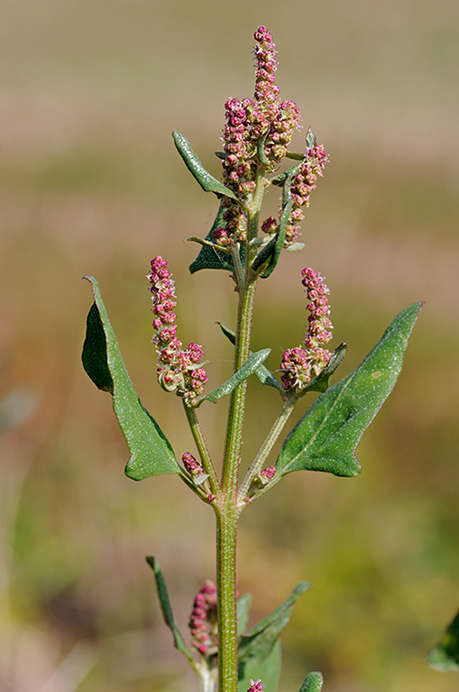 Orache_Spear-leaved_LP0381_62_Haxted