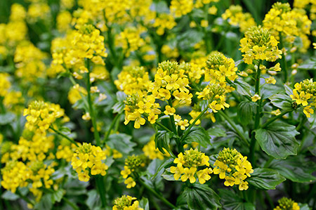 Winter-cress_LP0243_31_Gatton_Park