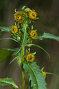 Bur-marigold_Nodding_LP0184_15_Shalford